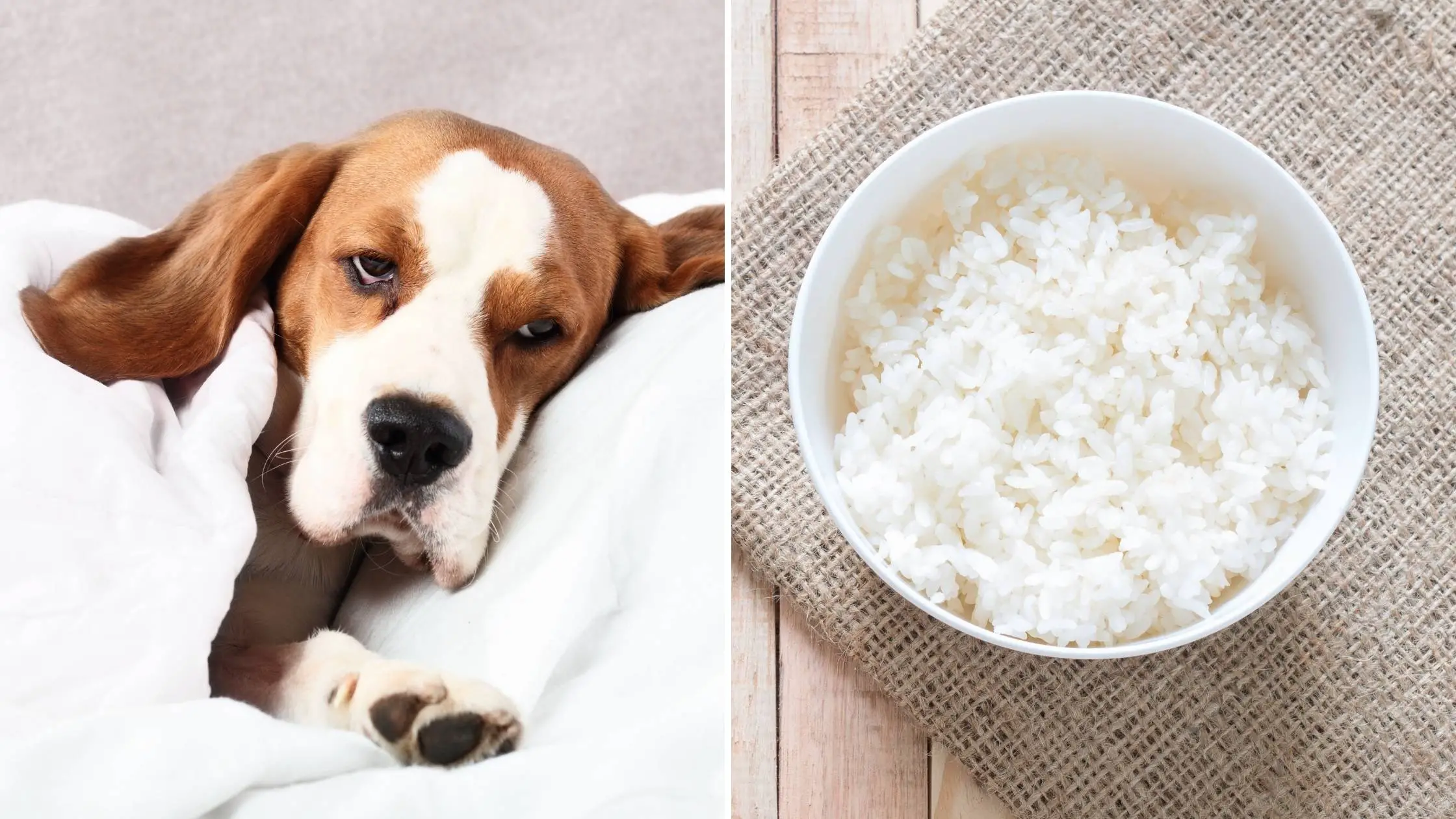 can dogs have jasmine rice for diarrhea
